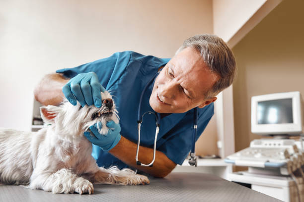 Best Pediatric Emergency Dentist in Little Elm, TX